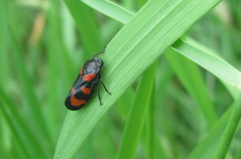 Cercopis vulnerata?